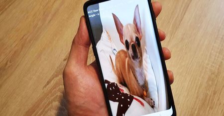 Jak zobaczyć pieska na ekranie smartfonu Samsunga? Zdradzamy sekret