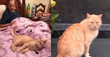 Kot Garfield mieszkał przy grobie swojego pana. Ktoś próbował go otruć