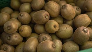 Codziennie jedli dwa kiwi. Jelita natychmiast odczuły różnicę