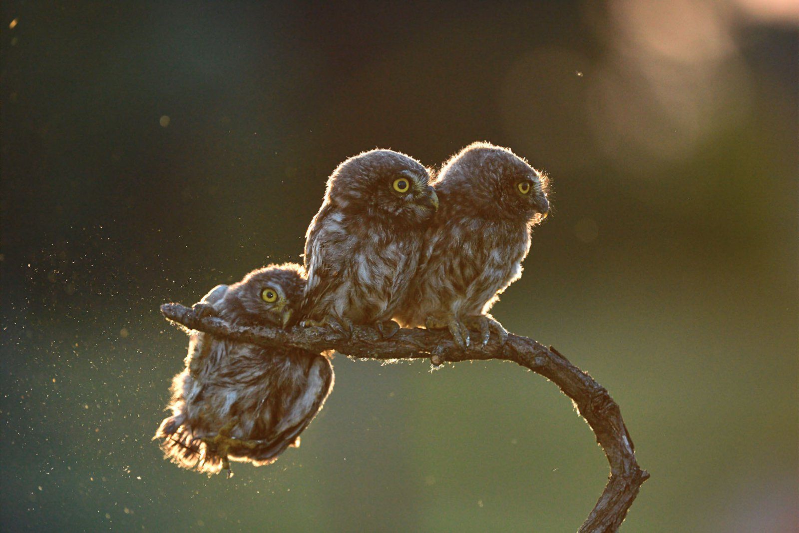 Znamy zwycięzców The Comedy Wildlife Photography Awards 2017. To najśmieszniejsze zdjęcia, jakie dzisiaj zobaczycie 3