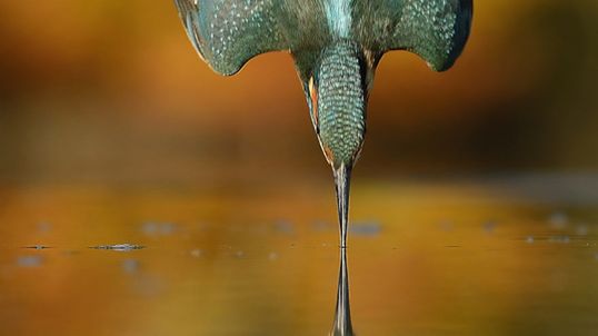 Na to jedno niesamowite ujęcie fotograf czekał 6 lat i wykonał 720 tys. prób 1