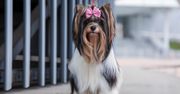 Biewer terrier. Mały pies o wielkim uroku, którego często myli się z yorkiem
