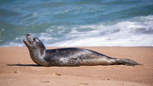 Lampart morski na plaży w Chile. Przyciągnął wielu ciekawskich