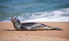 Lampart morski na plaży w Chile. Przyciągnął wielu ciekawskich