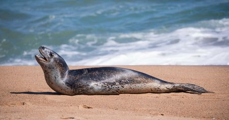 Lampart morski na plaży w Chile. Przyciągnął wielu ciekawskich