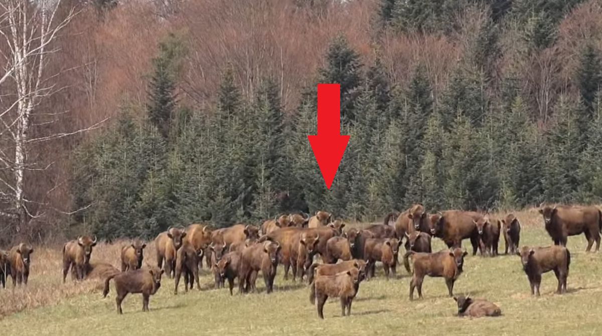 Niezwykłe sceny w Bieszczadach. Leśnicy wszystko nagrali