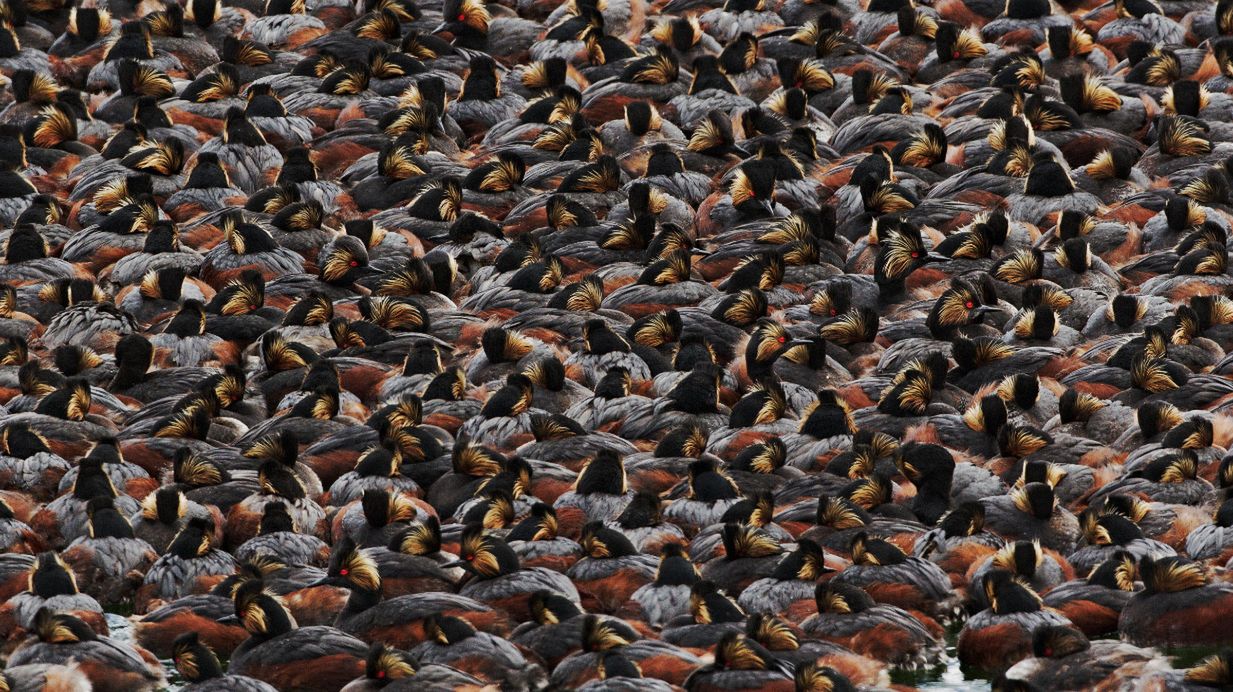Najlepsze zdjęcia ptaków w Audubon Photo Contest 2016 2