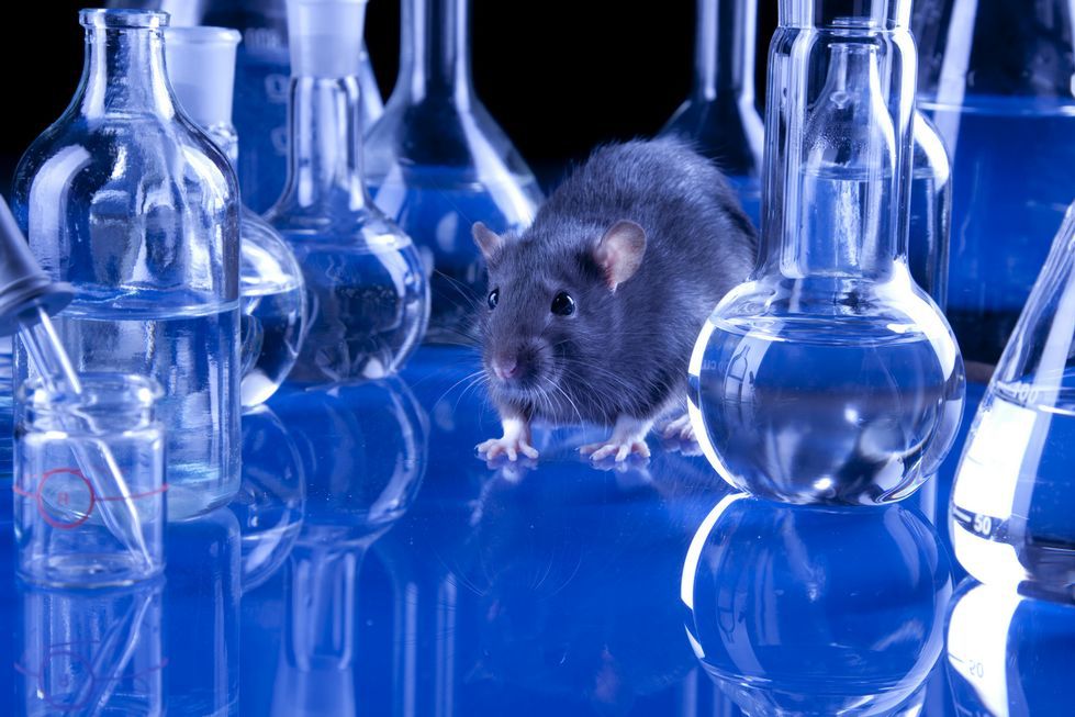 Organiczny komputer: mózgi czterech szczurów połączone w jeden kolektywny umysł
