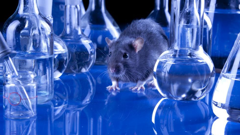 Organiczny komputer: mózgi czterech szczurów połączone w jeden kolektywny umysł 1