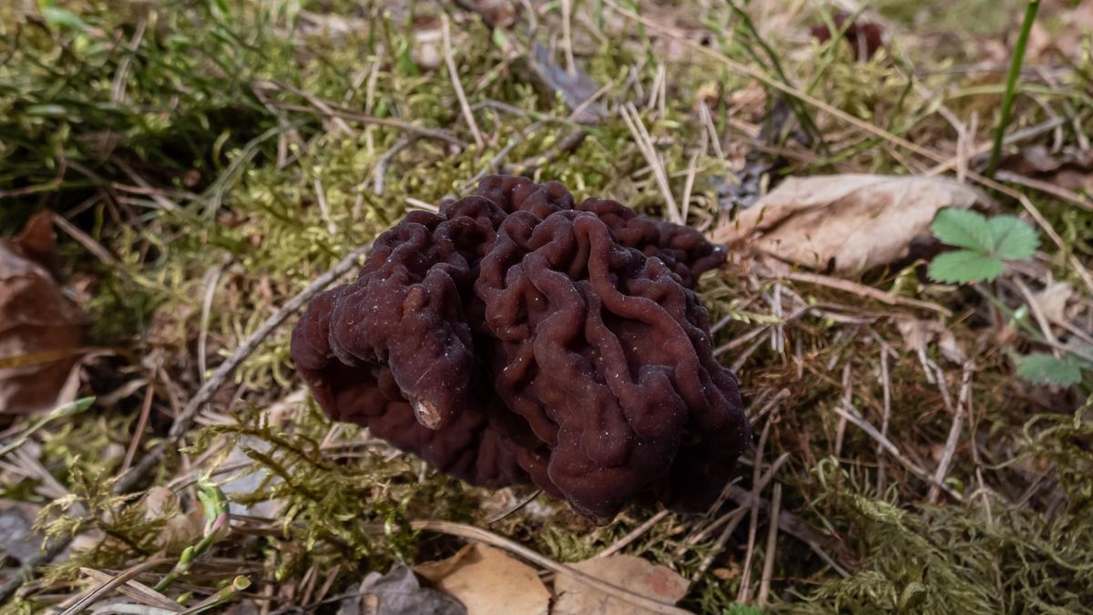 Leśnicy ostrzegają przed trującym grzybem w polskich lasach. Uważaj na niego