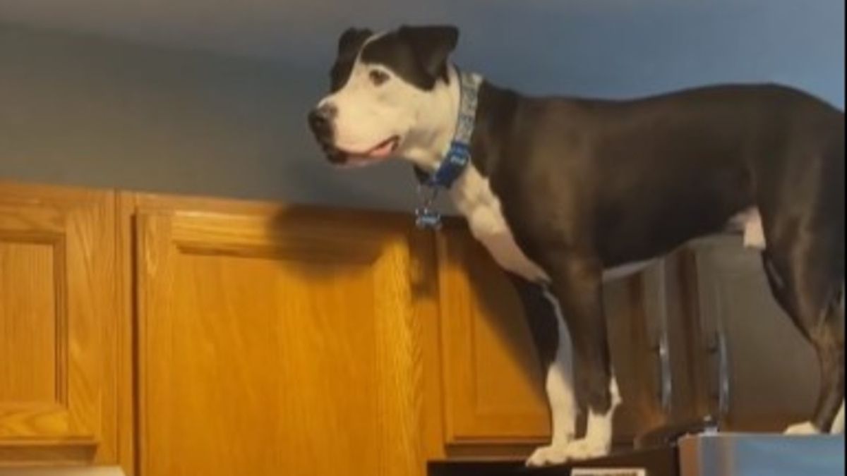 Pies wychował się z kotami. Nauczył się od nich czegoś niezwykłego