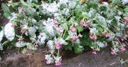 Zimujesz pelargonie? Sprawdź, czy to już czas, by je wybudzić