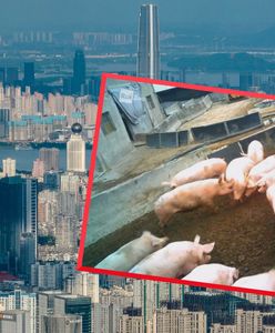 Wieżowiec dla świń w Chinach. "Zwierzęta przewożone są windami"