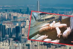 Wieżowiec dla świń w Chinach. "Zwierzęta przewożone są windami"