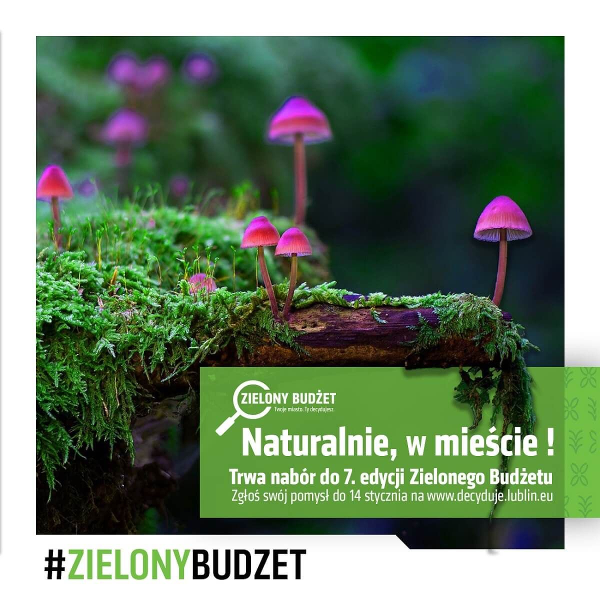 grafika zielony budżet