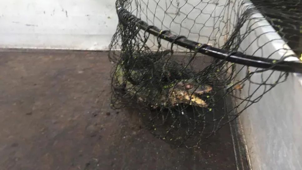 Aligator złapany we Wrocławiu