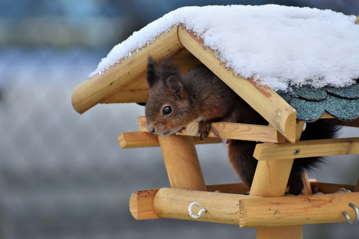 Wiewiórki nie są wybredne. Chcesz je dokarmić? To dla nich rarytas