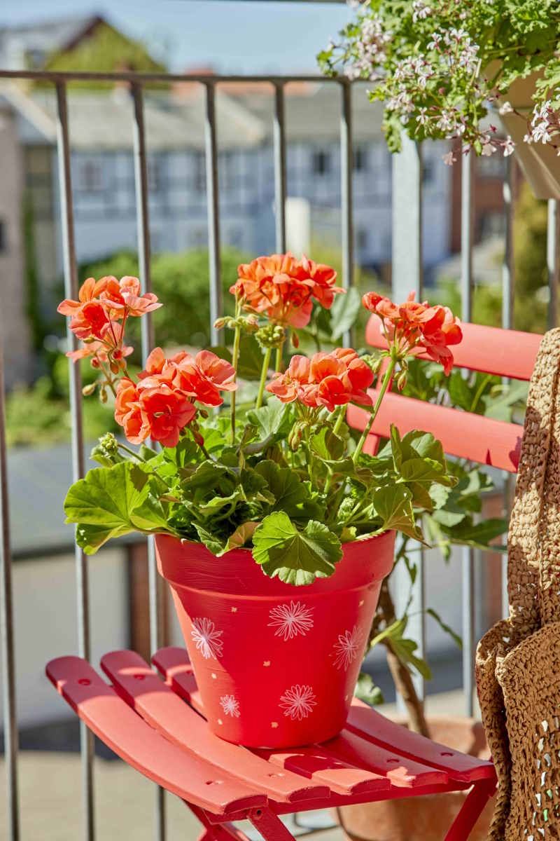 Pelargonie 6