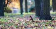Poznań: Urocze wiewiórki z Cytadeli kradną serca spacerowiczów