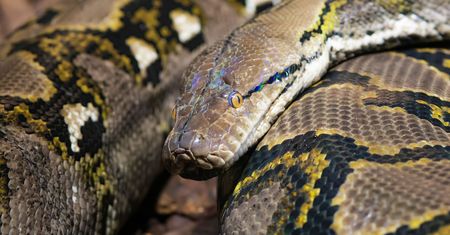 Pyton uciekł z terrarium i wywołał pożar szkoły. Strażacy znaleźli go pod ławką