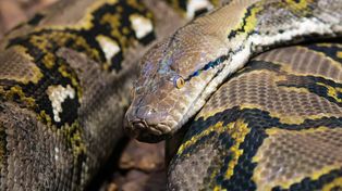 Pyton uciekł z terrarium i wywołał pożar szkoły. Strażacy znaleźli go pod ławką