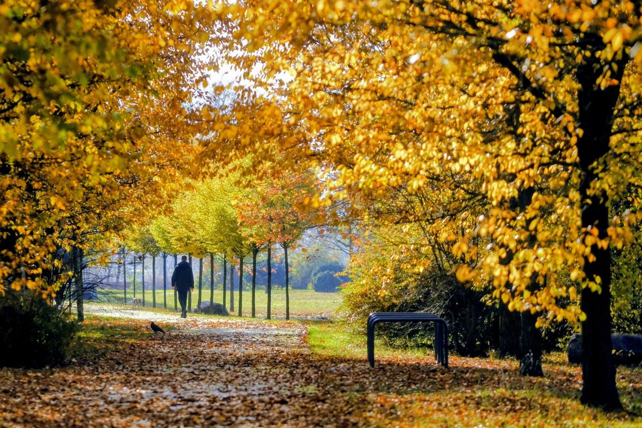Poznań: W złotej odsłonie. Tak wygląda jesień w Parku Tysiąclecia