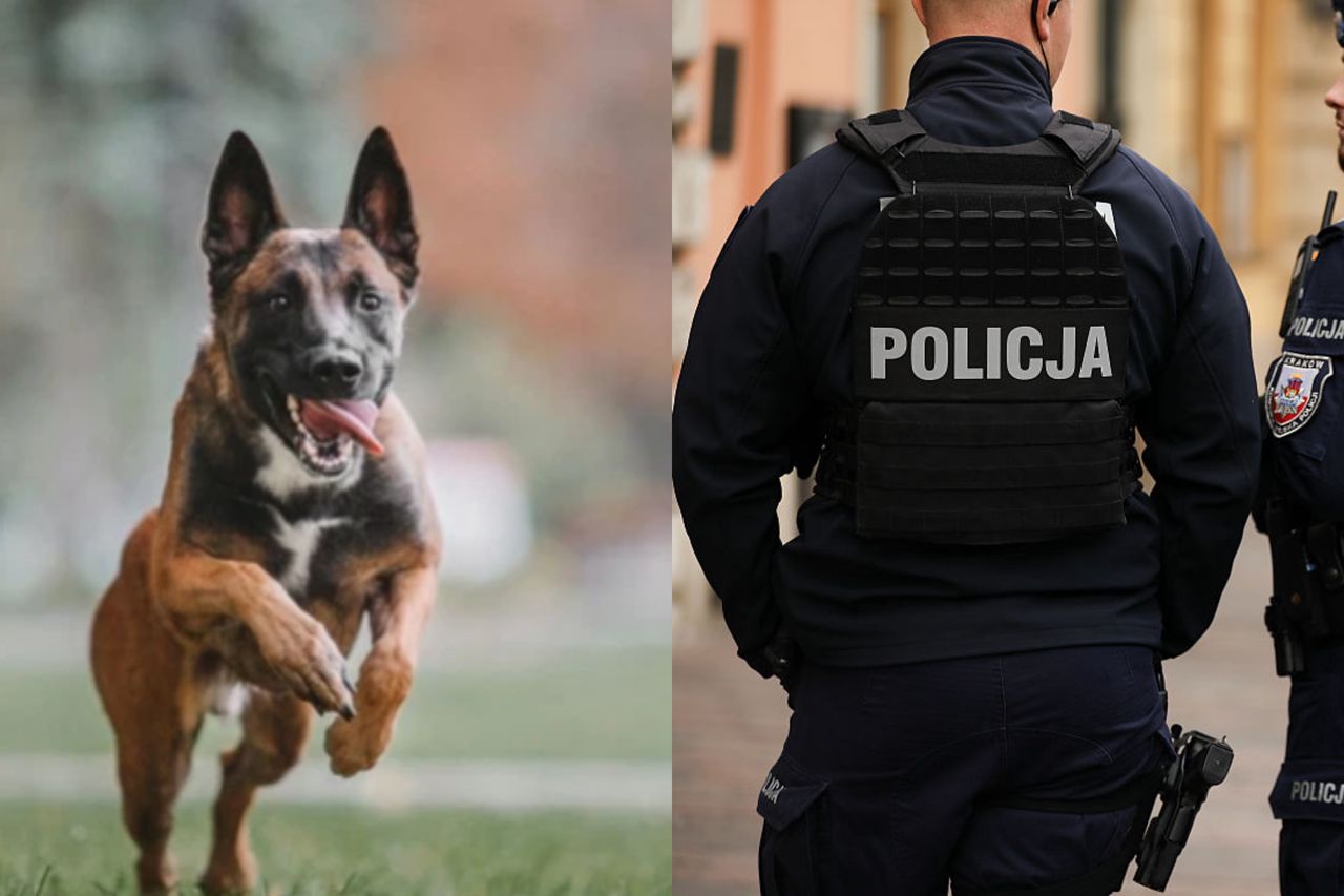 Trzy psy zagryzły 46-latka. Zwierzęta miały pracować w policji?