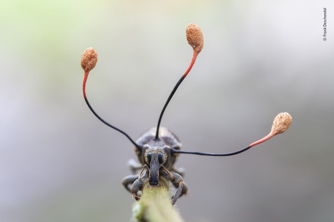 Wildlife Photographer of the Year 2019: piękno dzikiej przyrody 4