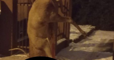 Poznań: jeleń wisiał na płocie i umierał w cierpieniu