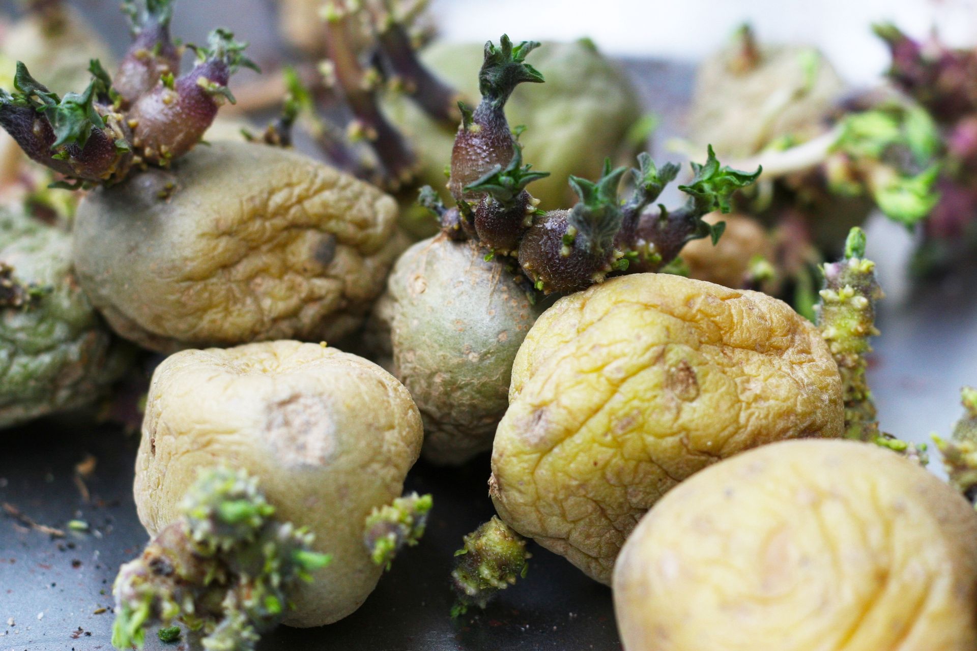 Cichy wróg w twojej kuchni. Gdy zobaczysz ten kolor, ziemniak musi trafić do kosza