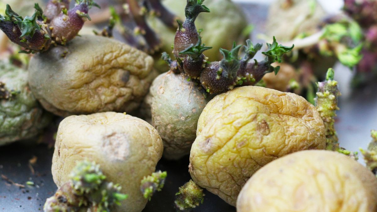 Kiełkujące ziemniaki