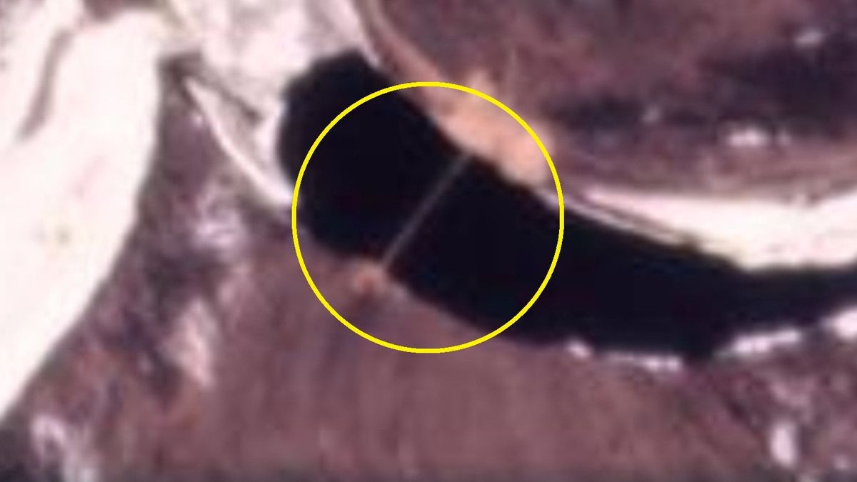 Pontonowy most nad Prypecią? 