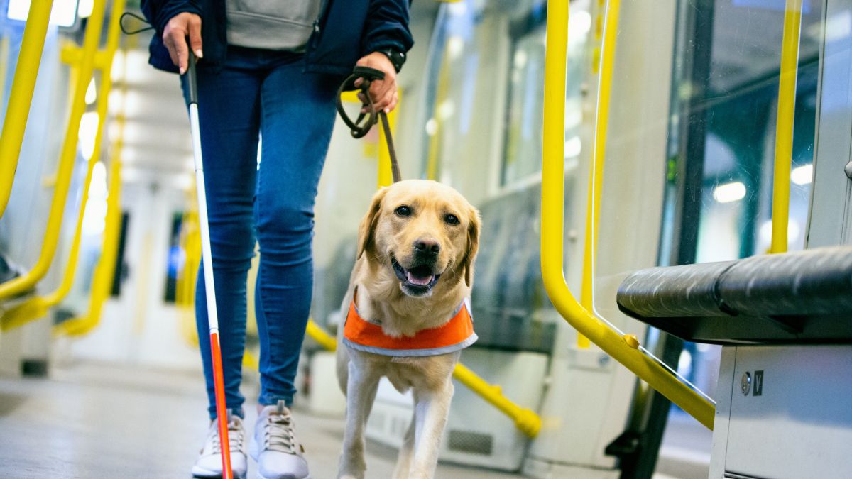 Problemy osób z psami asystującymi