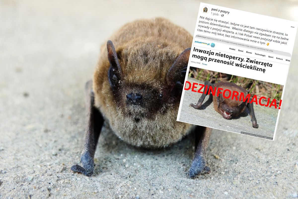  Karliki i borowce nie przenoszą wścieklizny - podkreślają eksperci