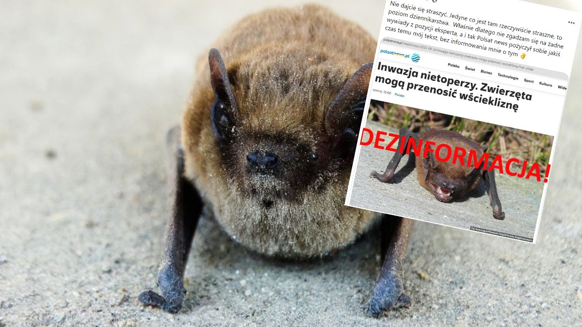  Karliki i borowce nie przenoszą wścieklizny - podkreślają eksperci