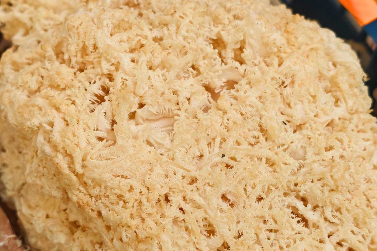 Na straganie natychmiast przykuwa wzrok. Na widok ceny można od razu złapać się za portfel