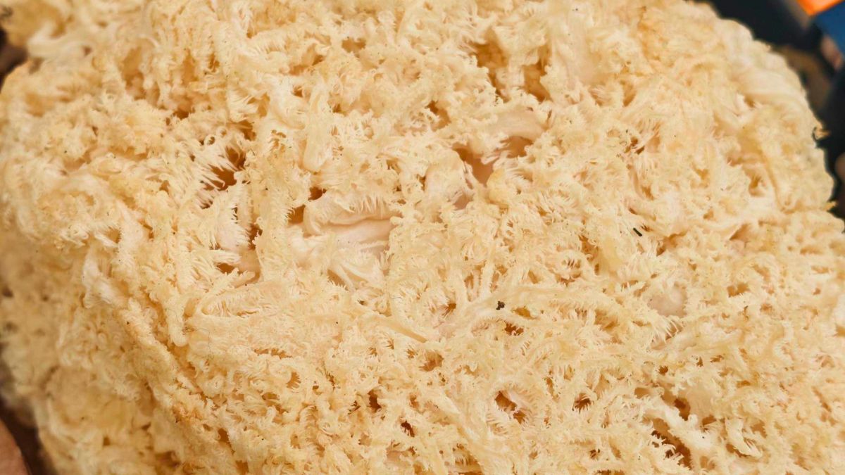 Soplówka bukowa nie jest już objęta całkowitą ochroną