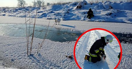 Warmińsko-mazurskie. Strażacy ratowali łabędzie na zamarzniętych zbiornikach