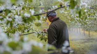 Zima dała nadzieję, wiosna ją odebrała. Przymrozki pustoszą uprawy
