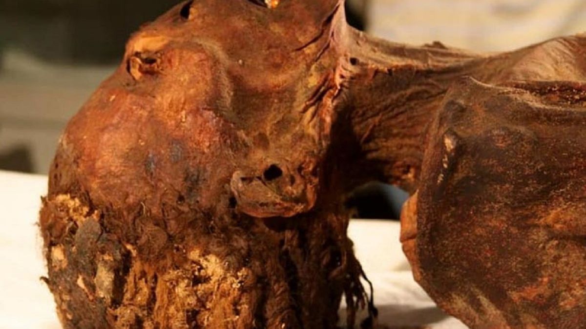 Naukowcom udało się ustalić przyczynę śmierci "krzyczącej mumii".