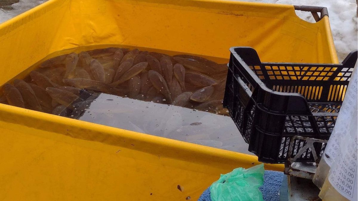 Sprzedaż karpia na jednym z krakowskich osiedli. Inspektorzy z KTOZ pokazali zdjęcie