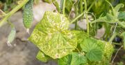 Zobaczyłeś to na liściach ogórków? Działaj od razu
