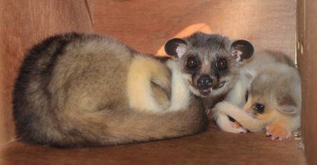 Wrocław. ZOO ratuje zagrożony gatunek. Na świat przyszedł łaskunek jawajski