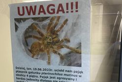 W Warszawie zaginął jadowity pająk? "Szybki i agresywny"