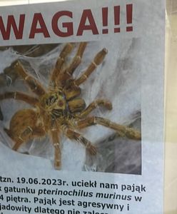 W Warszawie zaginął jadowity pająk? "Szybki i agresywny"