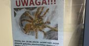 W Warszawie zaginął jadowity pająk? "Szybki i agresywny"