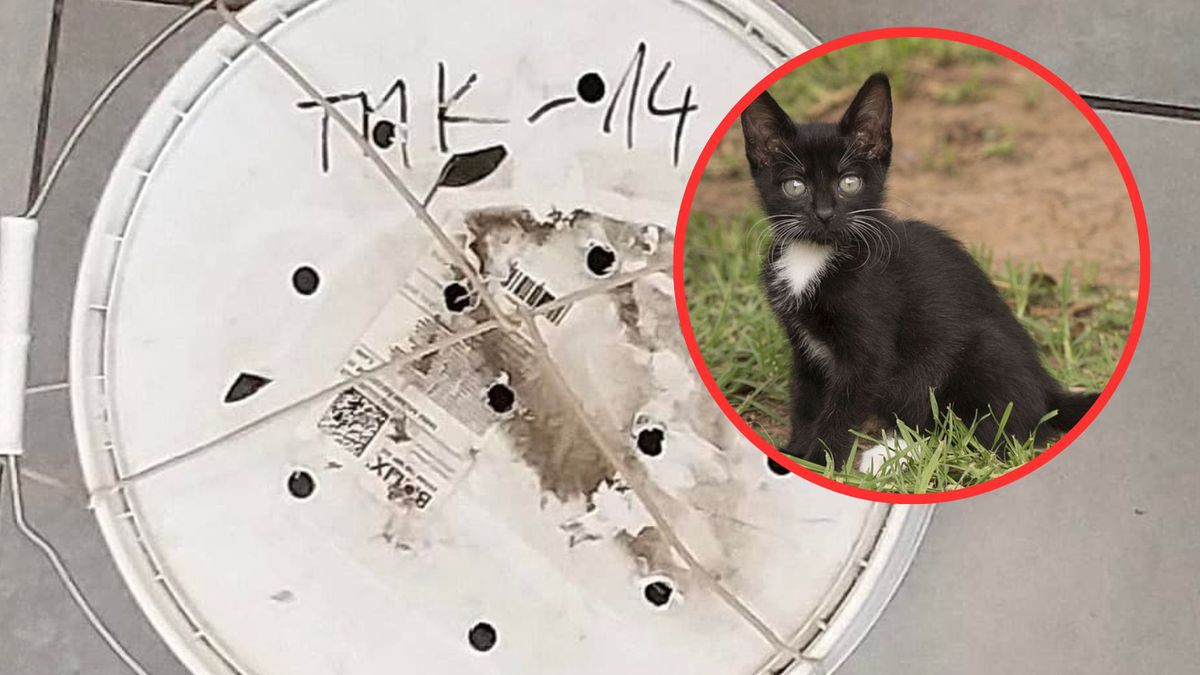 Matkę i kocie znaleziono w plastikowym kuble