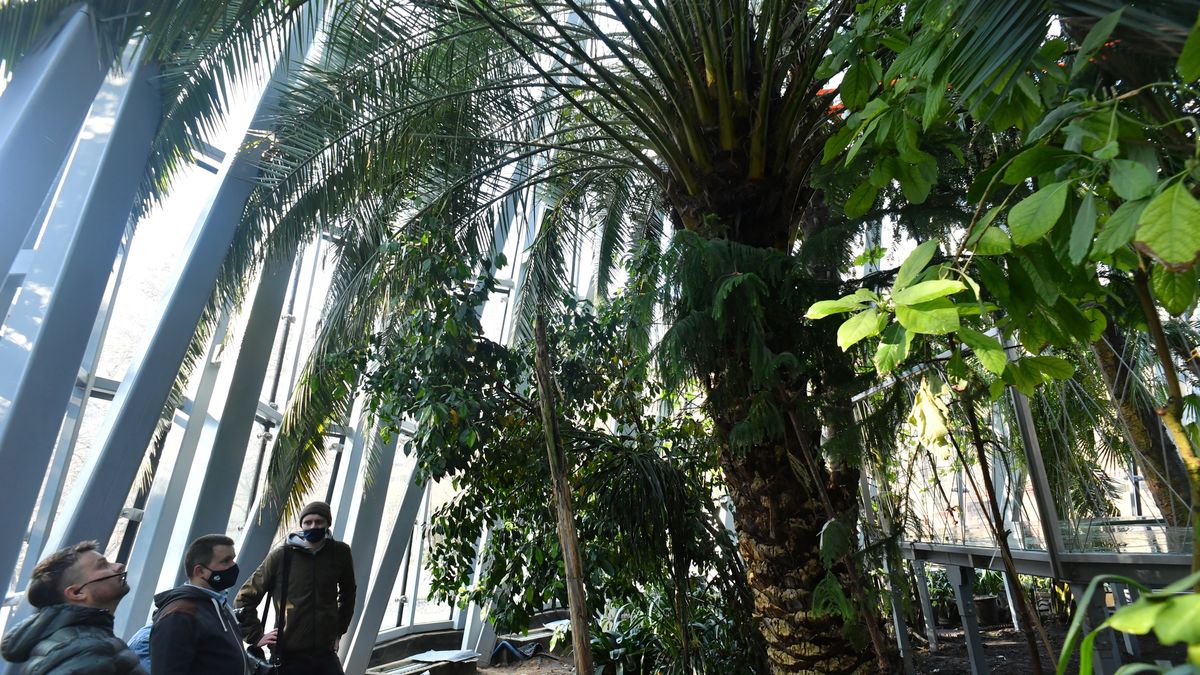 rotunda palmiarniAdam War�awaoran�eria, palmiarnia, Park Oliwski, prace, remont, tropikalne, tropiki