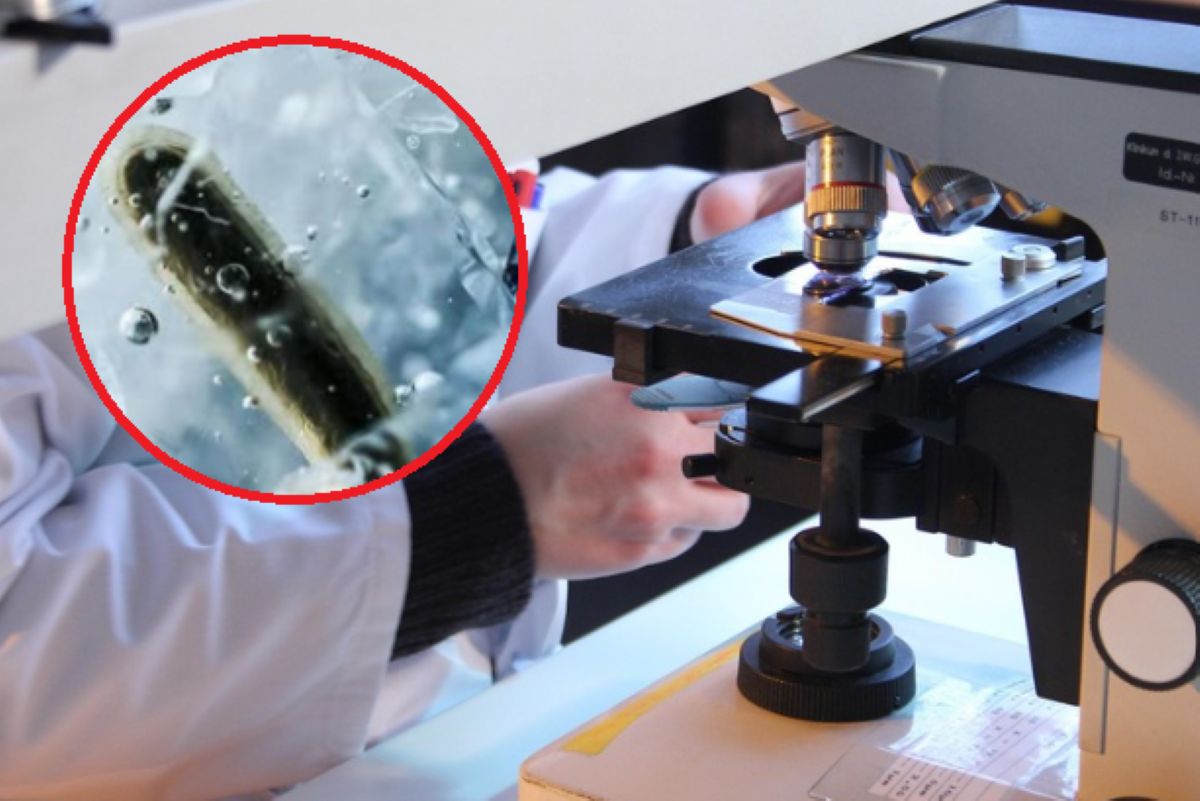 Zbadali bakterię z lodu sprzed 5 tys. lat. Jest odporna na 10 antybiotyków