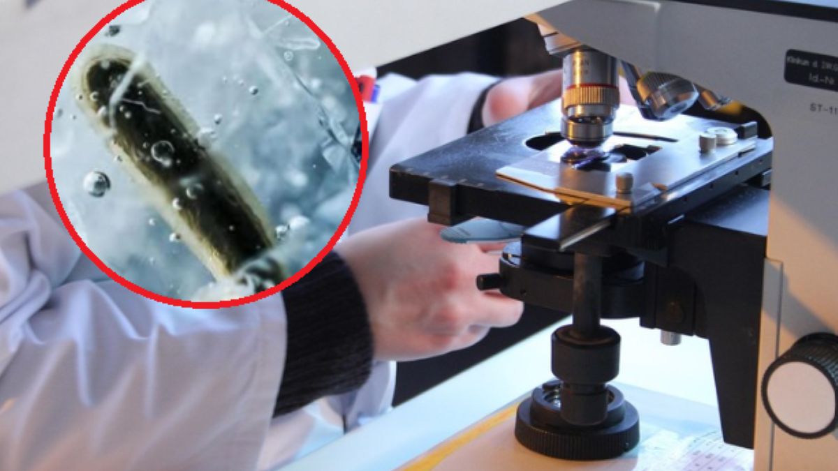 Bakteria sprzed tysięcy lat jest odporna na 10 antybiotyków